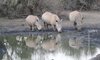 white rhino family rhulani