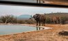 Photographic hide buffalo and elephant rock fig lodge madikwe
