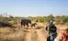Walkers Plains Camp game vehicle and elephants