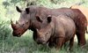 White+Rhino+and+Calf makanyane