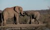 elephants in royal madikwe