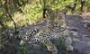 leopard in tuningi