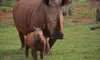 madikwe hills cute baby rhino