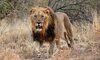 madikwe hills lion
