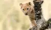 madikwe safari lodge lion cub
