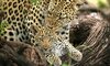 sabi sands lodges game drive sighting safari leopard wildlife kruger national park