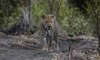 sabi sands lodges leopard sabi sand resized