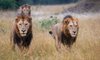 sabi sands lodges lions sabi sand game reserve safari lodges