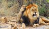 black maned male lion in tswalu