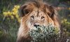 gondwana lion