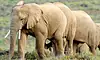 sanbona elephants safari