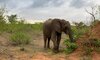 senalala safari lodge elephant