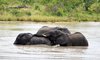 senalala safari lodge elephants in playing in the river