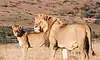 lions at samara karoo reserve sabi sands