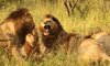 mapogo lions 3