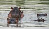 Hippos