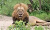 Male Lion