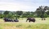 On safari at Londolozi