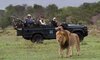 male lion dean smithyman