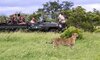 safari