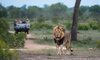 safari