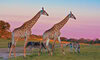 Arathusa Game Drives ()
