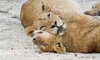 Arathusa Game Drives ()
