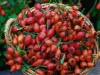 nastaran