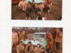 rabbit-hunters-with-tavey-wayne-gib-plus-others-img923