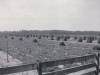 shocked-peanuts-in-field-in-longview-1948