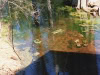 area-below-water-wheel-leading-to-creek-img291