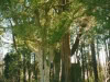 pitt-cemetary-off-cherry-grove-road-img310