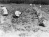 digging-potatoes-cedar-brook-farm-img102