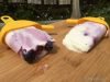 18 Blueberry Yoghurt Ripple Ice Lollies 19 1