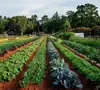 Sustainable Agriculture