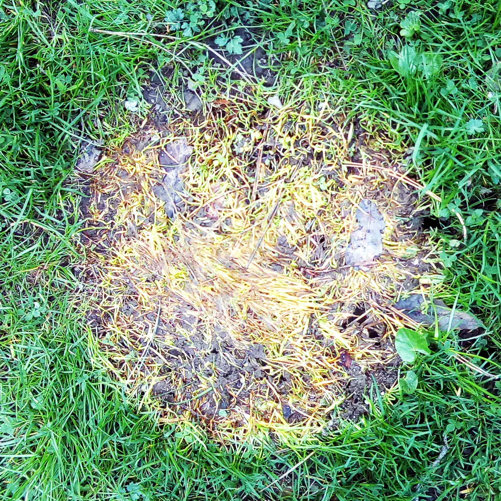 Vegetation Circle