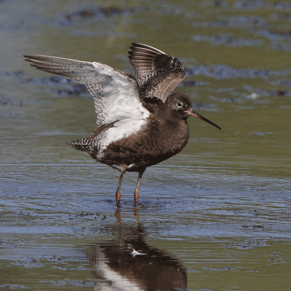 Ct Rare Bird Alert