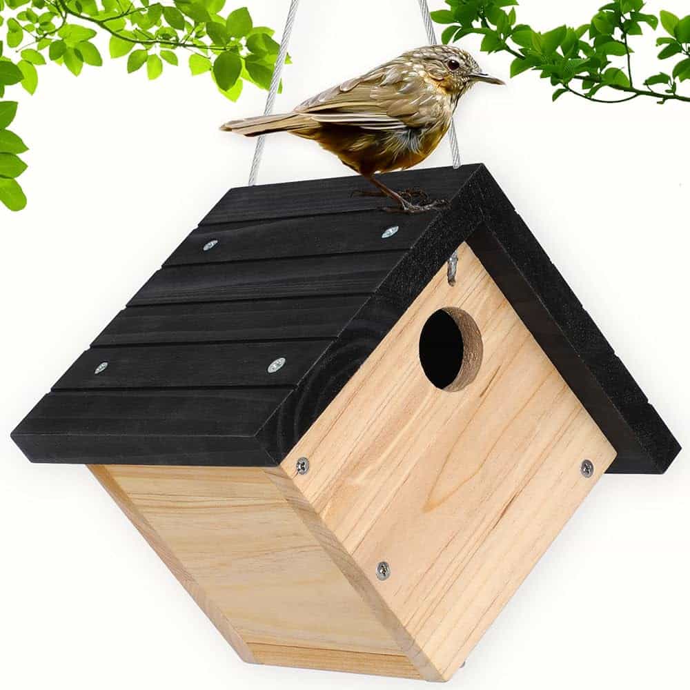 Where to Hang Wren Bird House