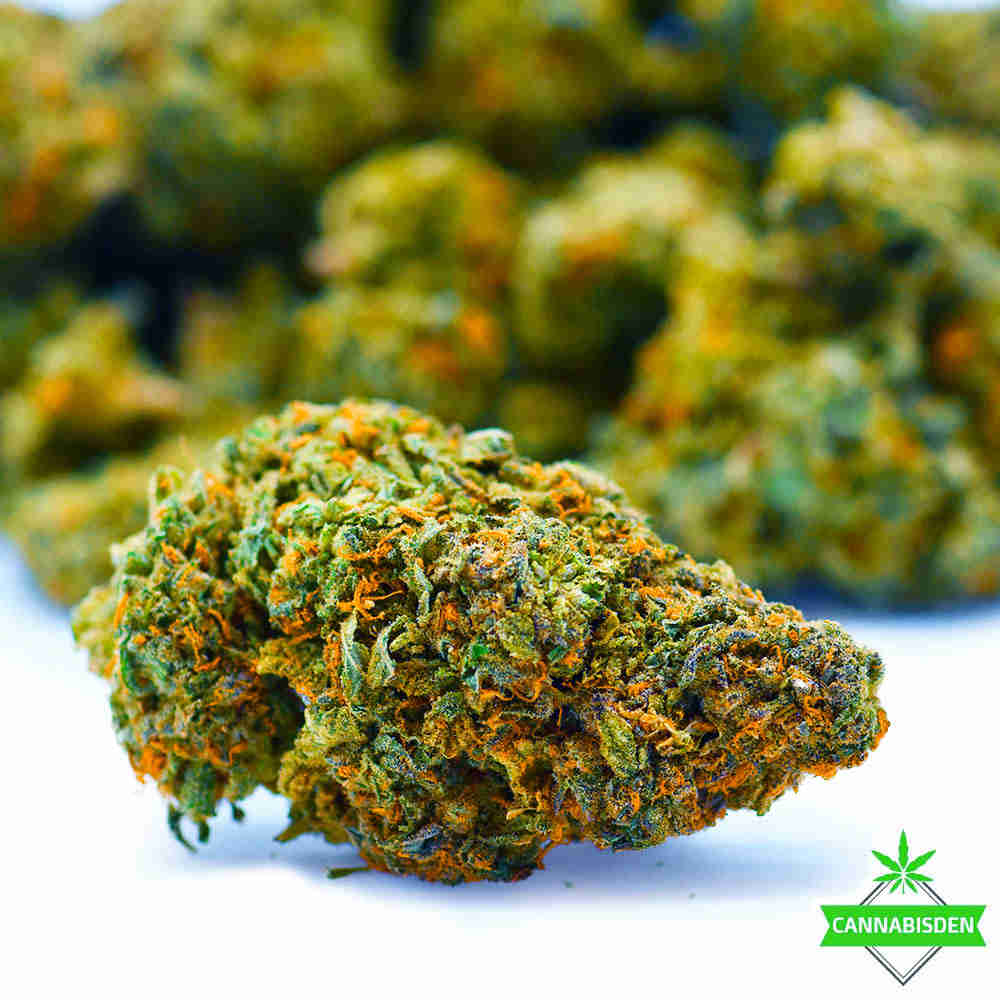 Zombie OG Strain – Indica Hybrid with earthy lavender pine and sweet floral flavour.