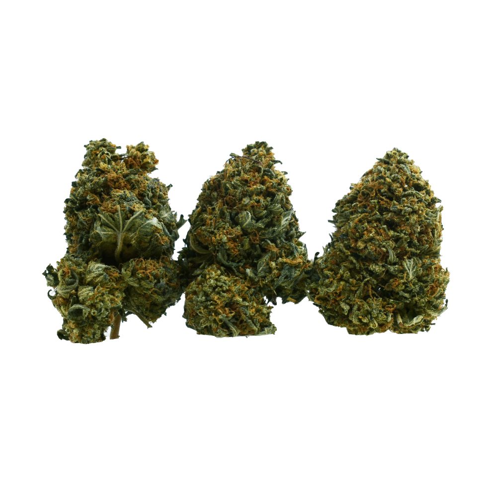 Do-si-dos cannabis flower with dense buds, orange pistils, and heavy trichome coverage
