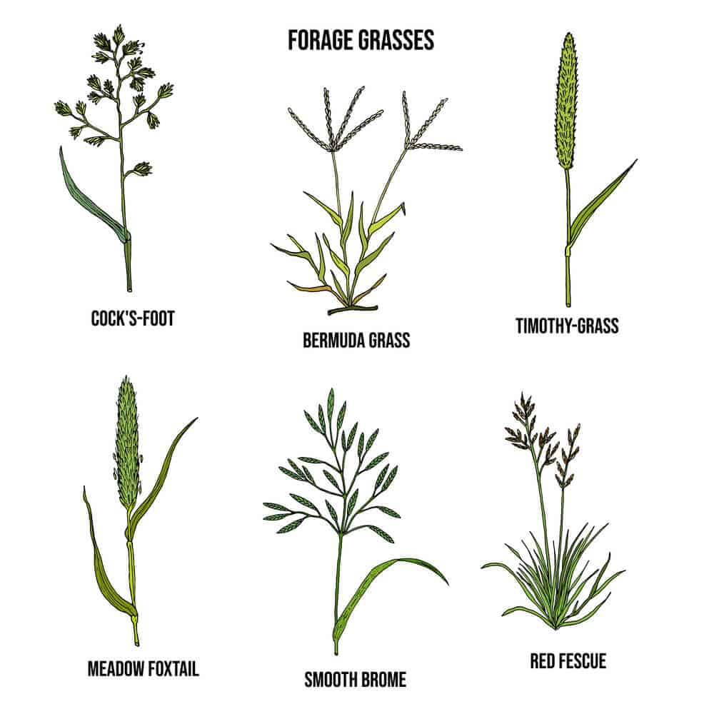 The Best Species of Grass for Making Hay