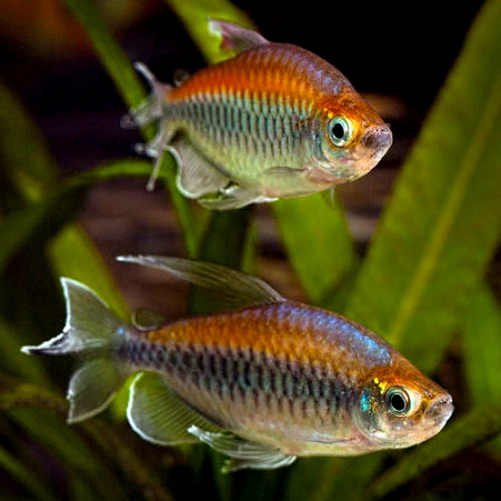 Congo Tetra