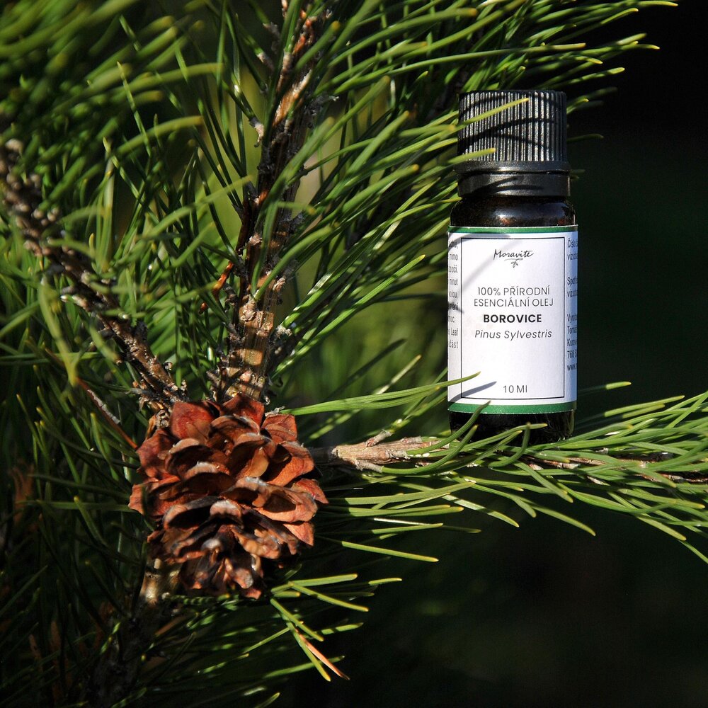 Hnědá skleněná lahvička 10ml 100% přírodního esenciálního oleje Borovice (Pinus Sylvestris) značky Moravité, umístěná na větvi borovice vedle rozevřené šišky v přirozeném venkovním světle.
