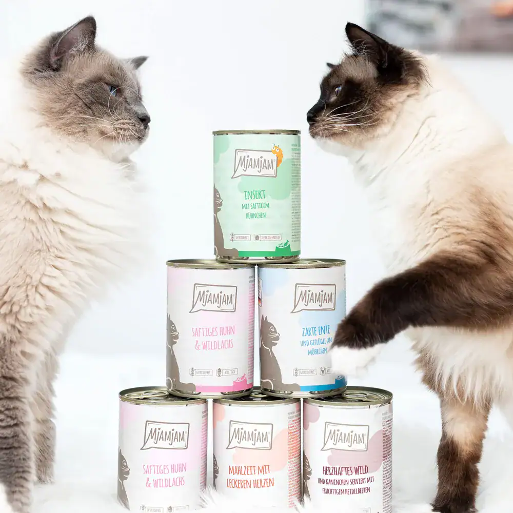 Dos gatos junto a una pirámide de latas de comida húmeda MjAMjAM Paté 200g para gato — promoción 5+1