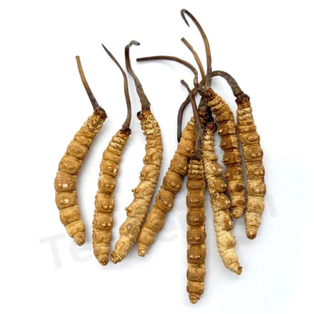 CORL1 - Cordyceps Tibet 3.78 Gram Large 🎁 - Image 3