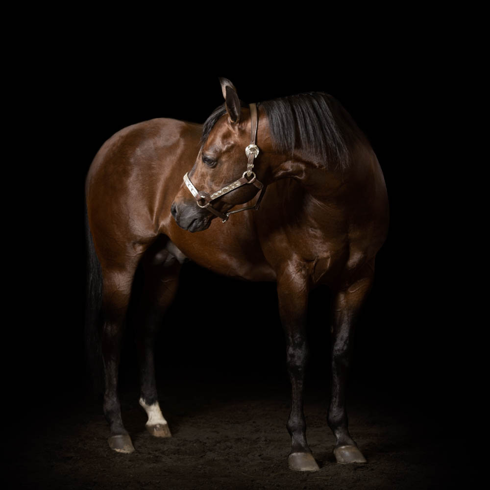 servizi fotografici per cavalli servizio fotografico cavallo sportivo