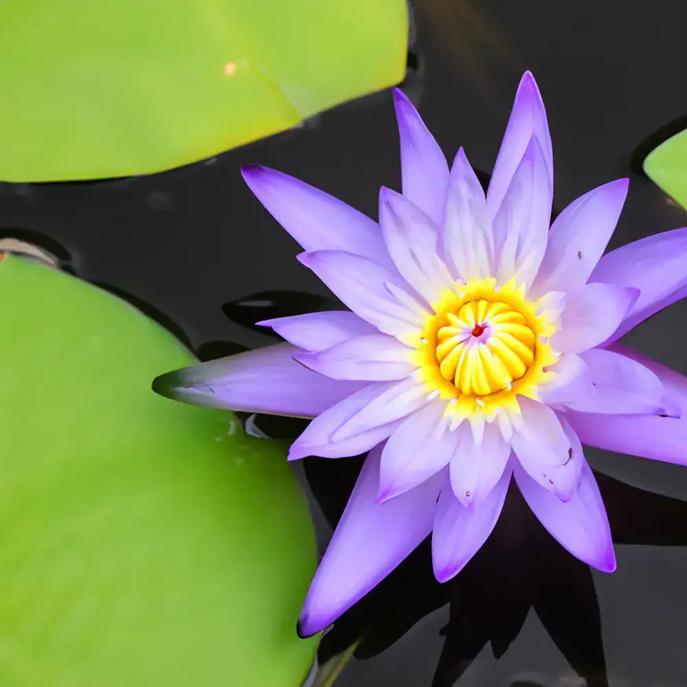 water lily nymphaea 003