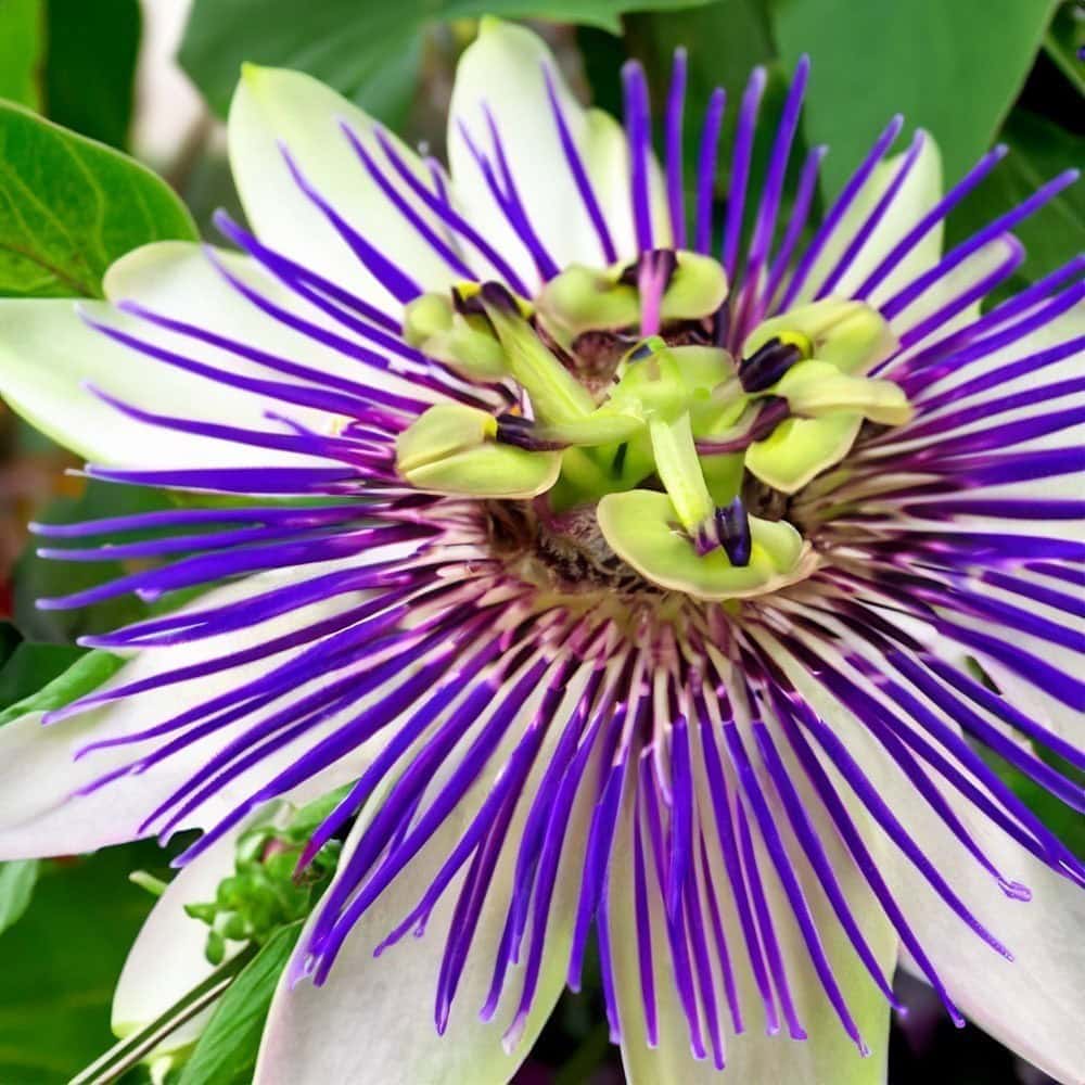 passionflower 01