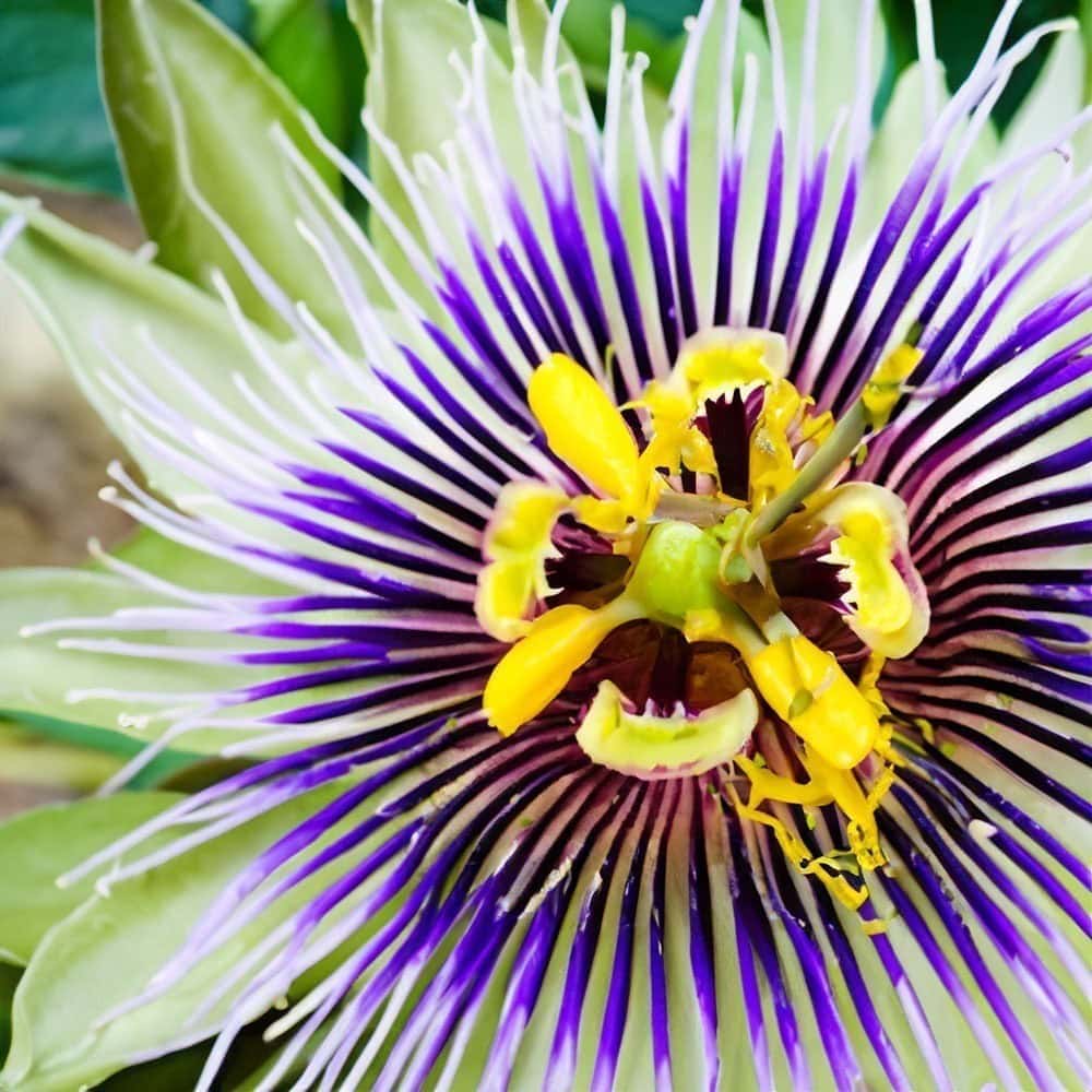 passionflower 02