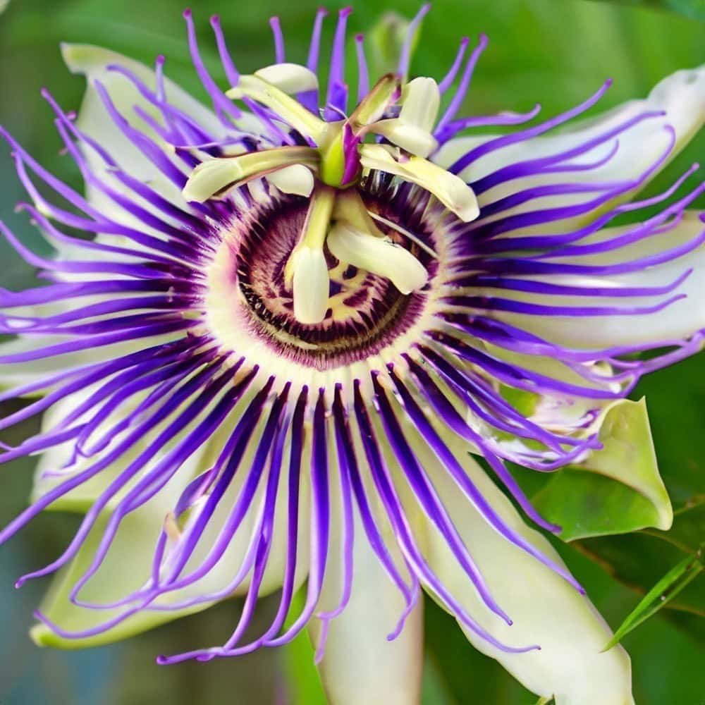 passionflower 03